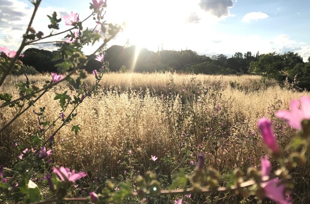 Pensamientos de junio:  recibís una luz, una gracia del Cielo…