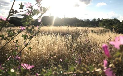 Pensamientos de junio:  recibís una luz, una gracia del Cielo…