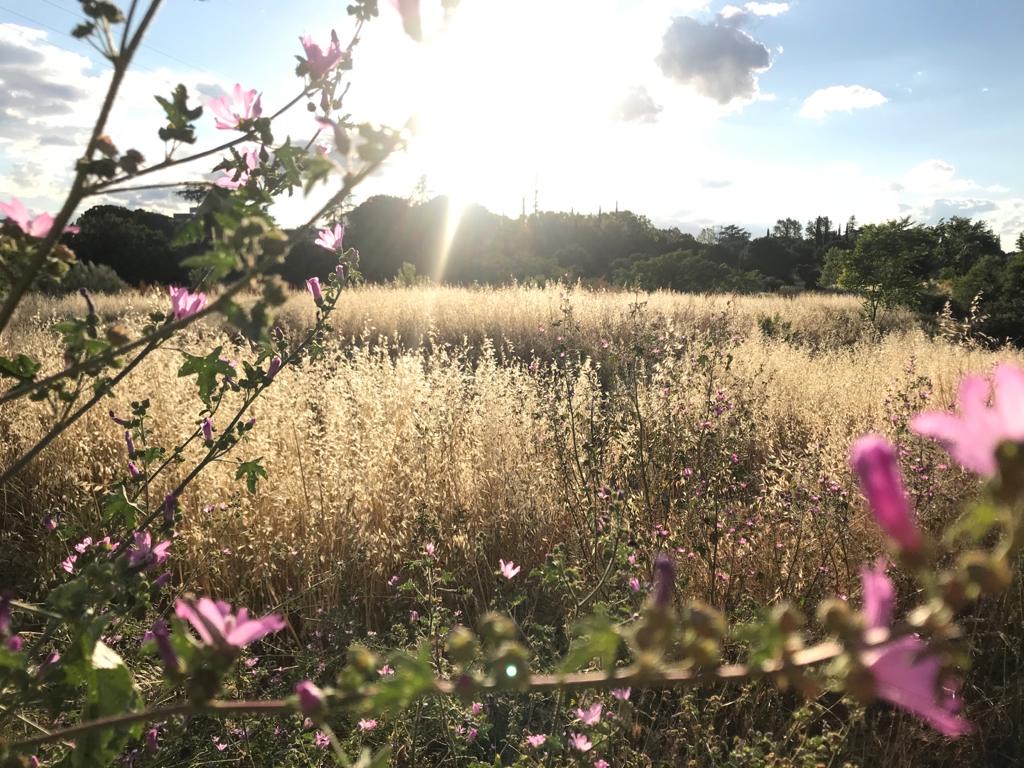 Pensamientos de junio:  recibís una luz, una gracia del Cielo…