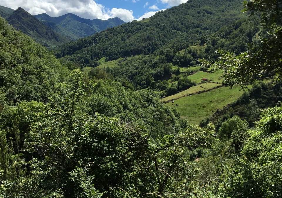 Pensamientos de jullo: crear una atmósfera pura