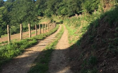 Pensamientos de julio: intentad tomar esas partículas divinas…