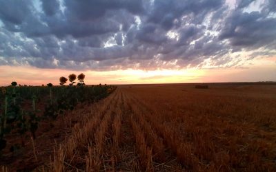 Pensamientos de agosto: el idioma de la perfección…