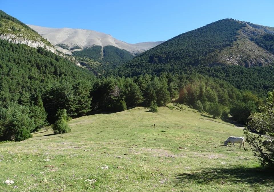 Pensamientos de agosto: la Luz que os llama