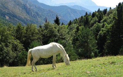 Pensamientos de agosto: vivir una vida poética