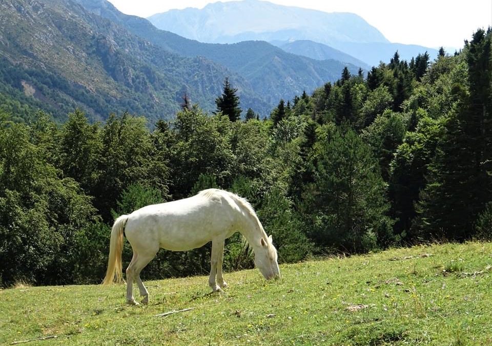 Pensamientos de agosto: vivir una vida poética
