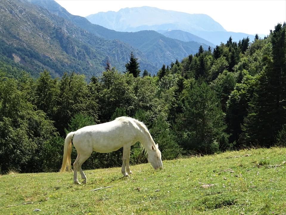 Pensamientos de agosto: vivir una vida poética