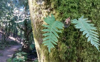 Pensamientos de octubre: la armonía