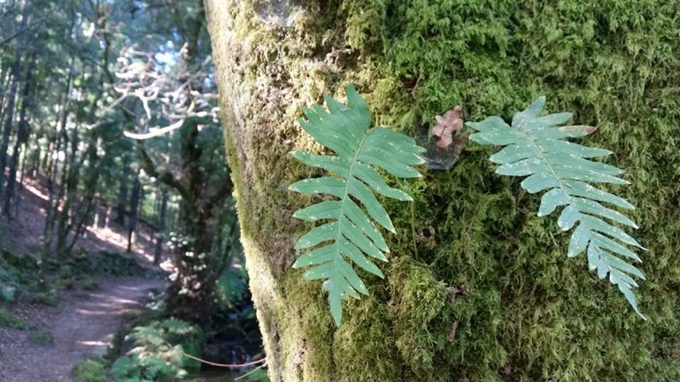 Pensamientos de octubre: la armonía