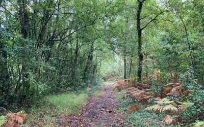 Pensamientos de noviembre: los Aliados invisibles