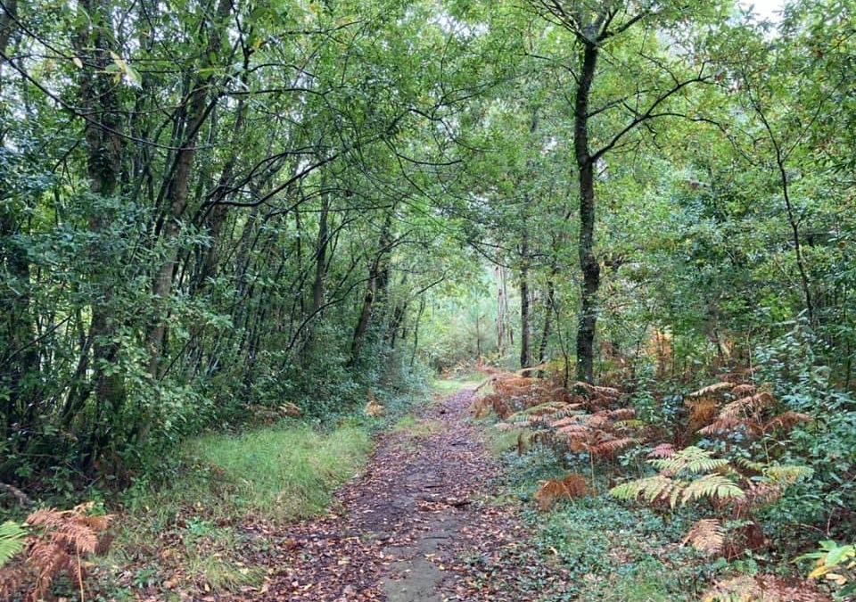 Pensamientos de noviembre: los Aliados invisibles