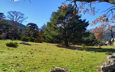 Pensamientos de noviembre: ayuda cerca de la luz…