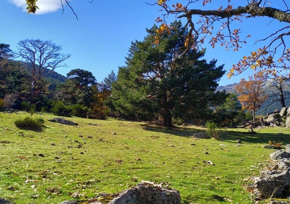 Pensamientos de noviembre: ayuda cerca de la luz…