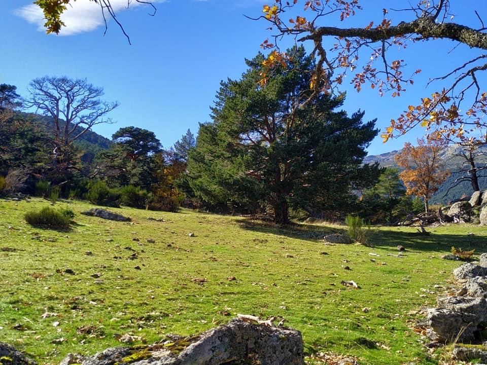 Pensamientos de noviembre: ayuda cerca de la luz…