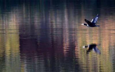 Pensamientos de noviembre: deteneos algunos instantes