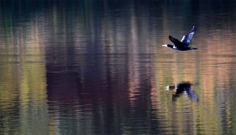 Pensamientos de noviembre: deteneos algunos instantes