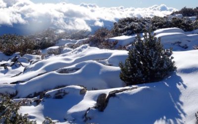 Pensamientos de diciembre: quiero estar en armonía con vosotros