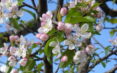 Pensamientos de mayo: pedid que esa luz y esa fuerza divina desciendan sobre vosotros
