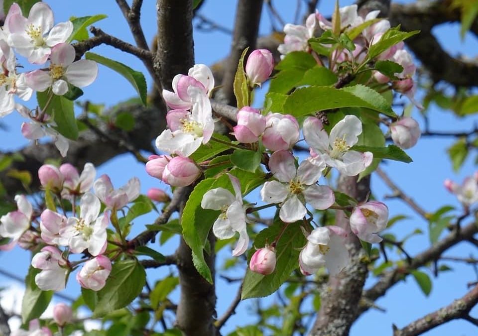 Pensamientos de mayo: pedid que esa luz  y esa fuerza divina desciendan sobre vosotros