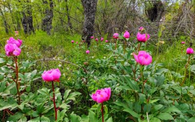 Pensamientos de mayo: agradeced siempre