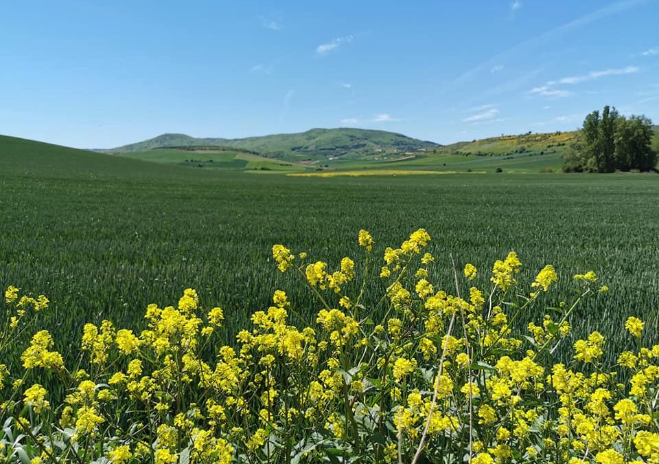 Pensamientos de junio: purificarnos