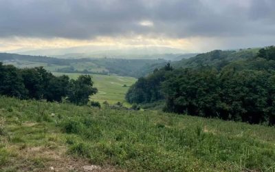 Pensamientos de agosto: atraer criaturas magníficas