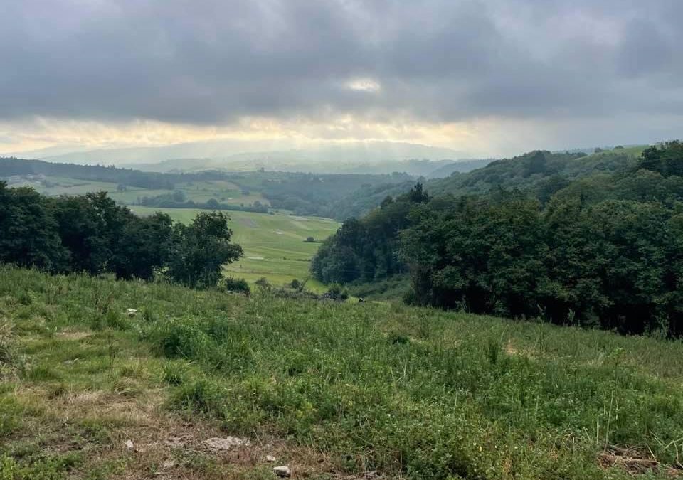 Pensamientos de agosto: atraer criaturas magníficas