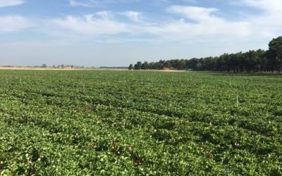 Pensamientos de septiembre: pequeñas partículas de vuestra alma se van en todas las direcciones del espacio