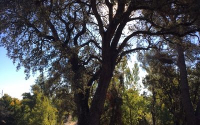 Pensamientos de octubre: un saber que os mantendrá siempre vivos