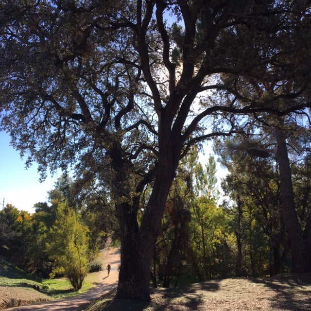 Pensamientos de octubre: un saber que os mantendrá siempre vivos