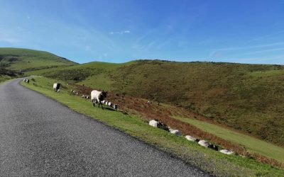 Pensamientos de octubre: el hortelano no se sorprende…