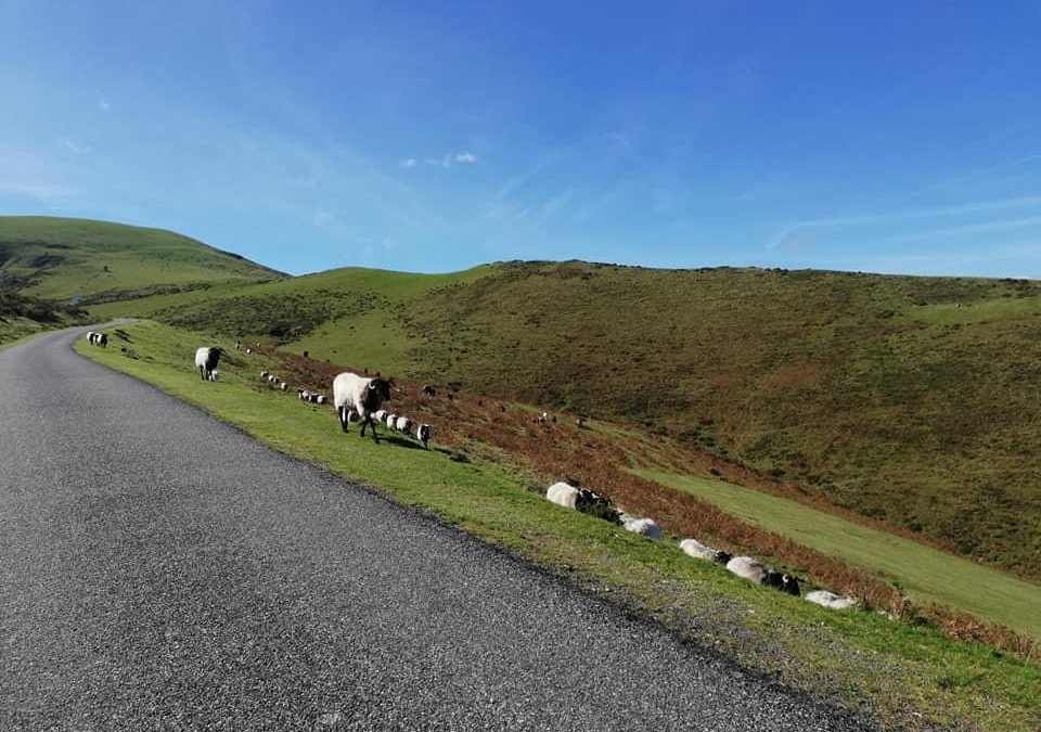 Pensamientos de octubre: el hortelano no se sorprende…