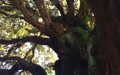 Pensamientos de noviembre: quintaesencias que posee en la parte más elevada de su ser…