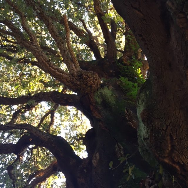 Pensamientos de noviembre: quintaesencias que posee en la parte más elevada de su ser…