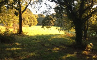 Pensamientos de noviembre: una visión nueva