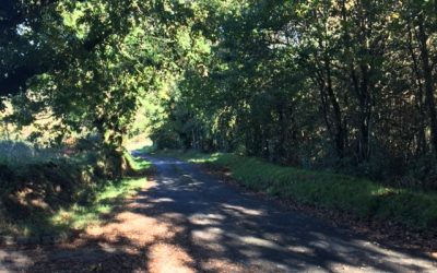 Pensamientos de noviembre: esforzaros en no perder vuestro amor ni vuestro entusiasmo