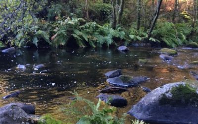 Pensamientos de noviembre: la inmensidad del cielo encima de nosotros