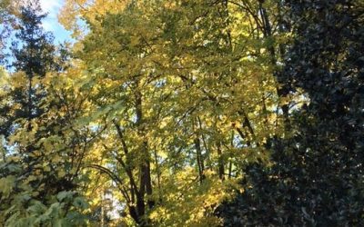 Pensamientos de noviembre: entramos en el océano de la luz divina