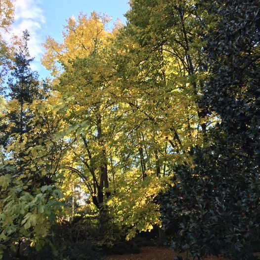 Pensamientos de noviembre: entramos en el océano de la luz divina