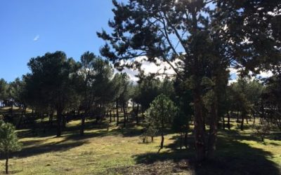 Pensamientos de diciembre: ¡qué grandes son tu belleza y tu fuerza!