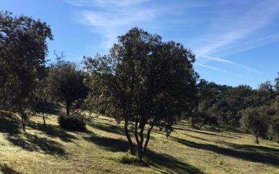 Pensamientos de enero: inscribir huellas luminosas que influenciarán benéficamente todos los días de este año