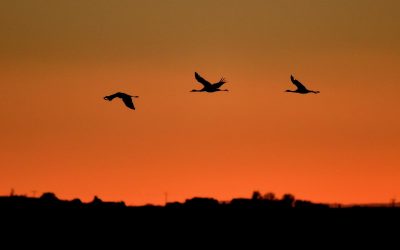 Pensamientos de diciembre: aprended a cultivar el silencio