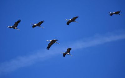 Pensamientos de diciembre: os lleváis se convertirán en un soporte y una luz