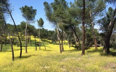 Pensamientos de abril: la resurrección