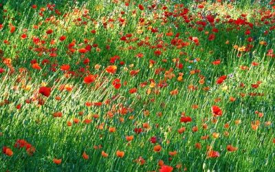 Pensamientos de junio: expresar contento