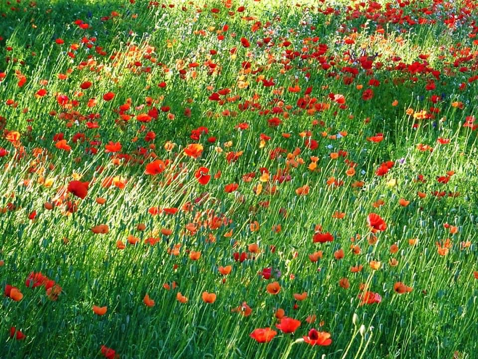 Pensamientos de junio: expresar contento