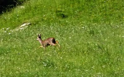 Pensamientos de julio: estoy con vosotros