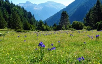 Pensamientos de julio: trabajad sin queja