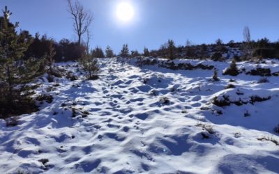 Pensamientos de enero: una alegría, una dilatación…