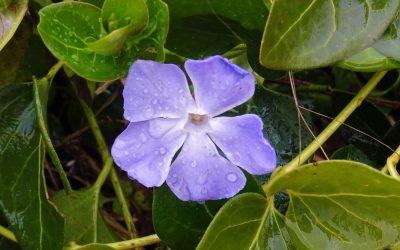 Pensamientos de enero: os volveréis más y más vivos