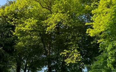 Pensamientos de septiembre: restablecer el vínculo